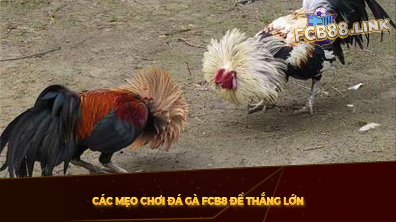 Các mẹo chơi đá gà FCB8 để thắng lớn