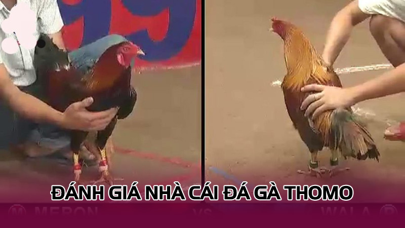 Đánh giá nhà cái đá gà thomo