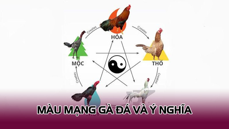 Màu Mạng Gà Đá Và Ý Nghĩa