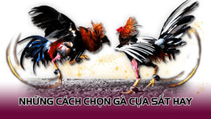 Những cách chọn gà cựa sắt hay