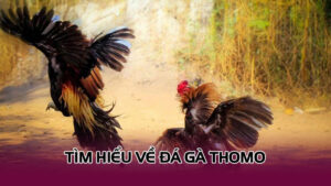 Tìm hiểu về đá gà thomo